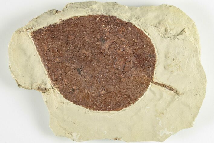 Paleocene Fossil Leaf - Montana #201318